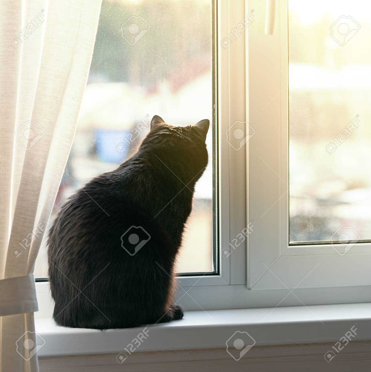 cat window sill