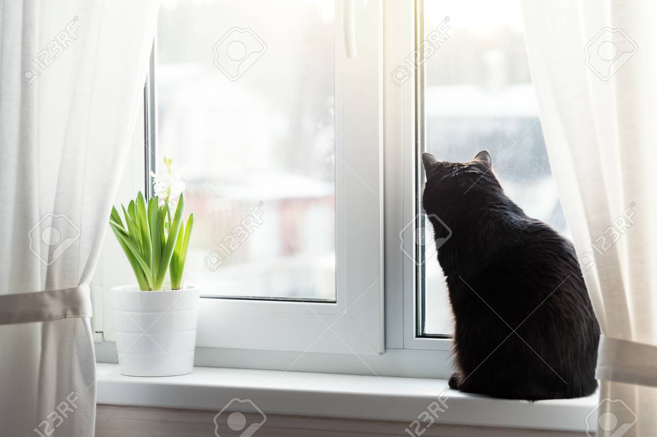 cat on window sill