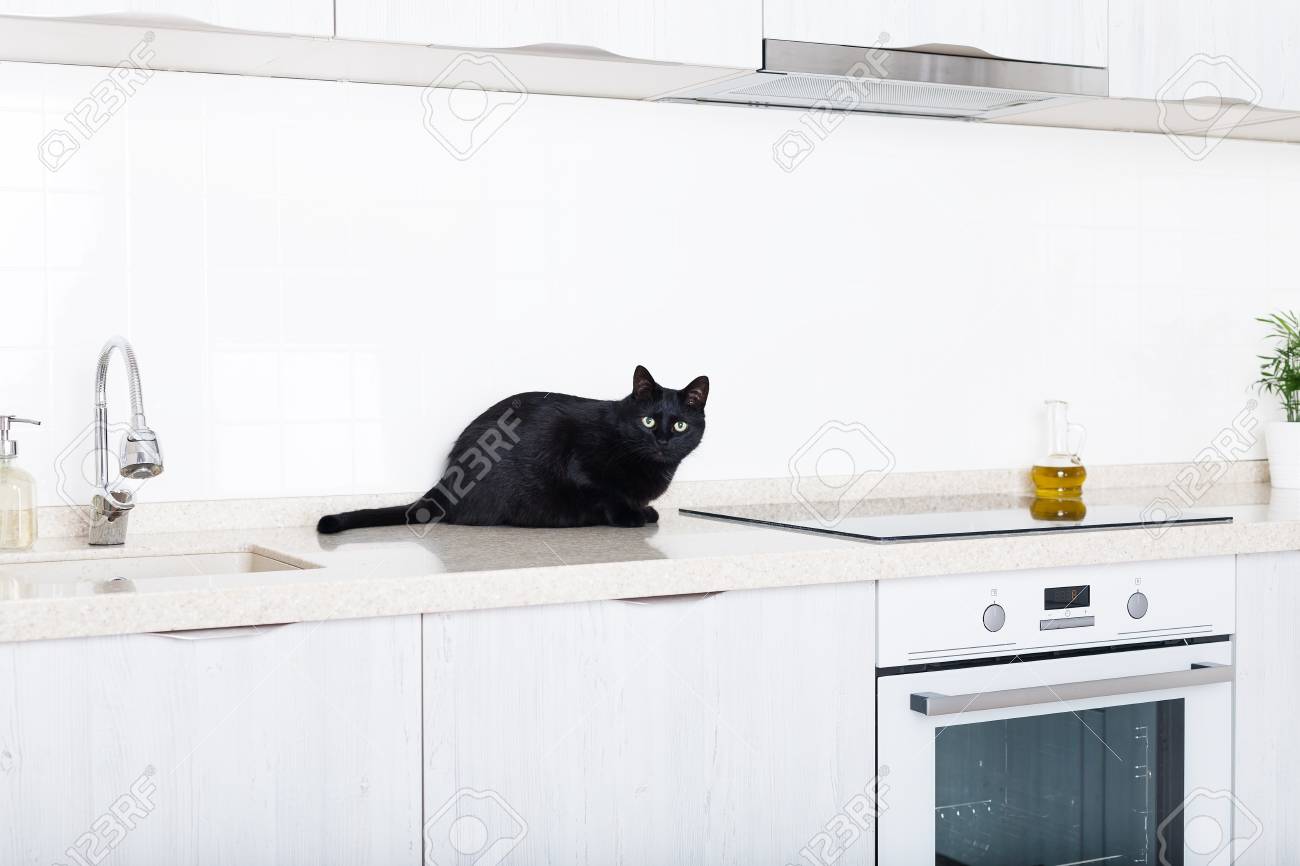 cat on kitchen counter