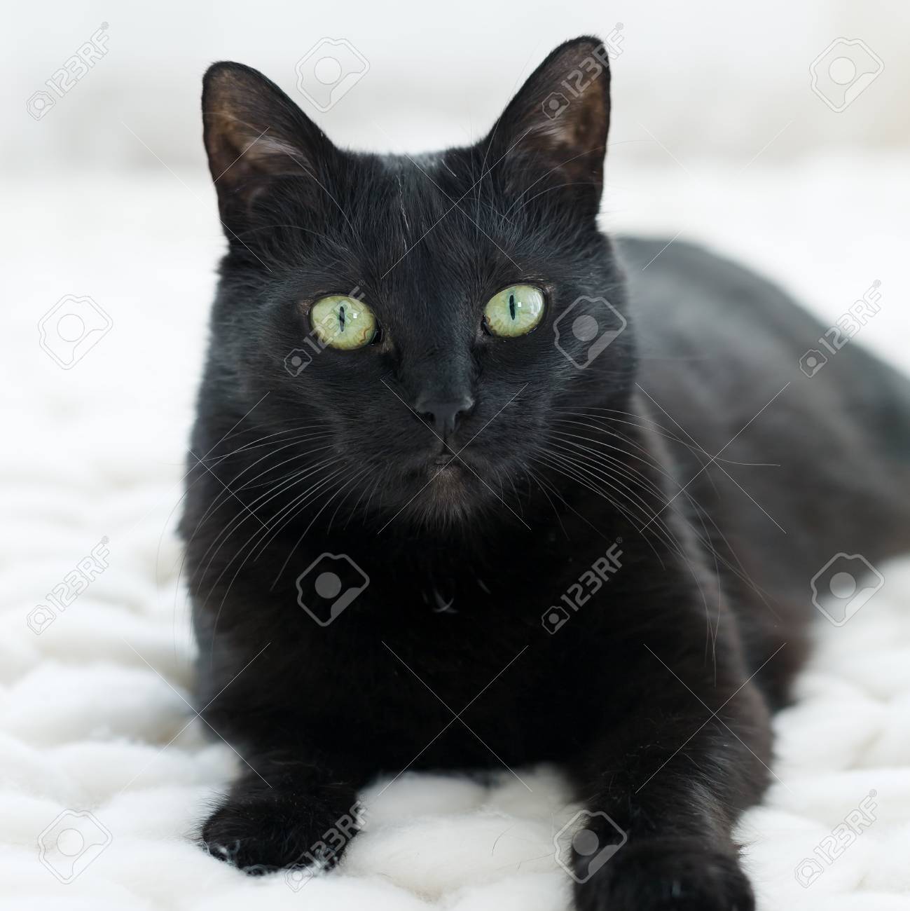 black cat blanket