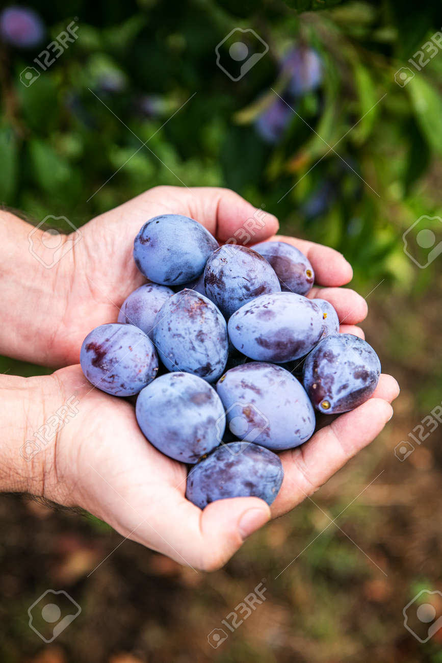 a man is holding a lot of fresh harvested plums in his hands - 168974728 a man is holding a lot of fresh harvested plums in his hands - 168974728