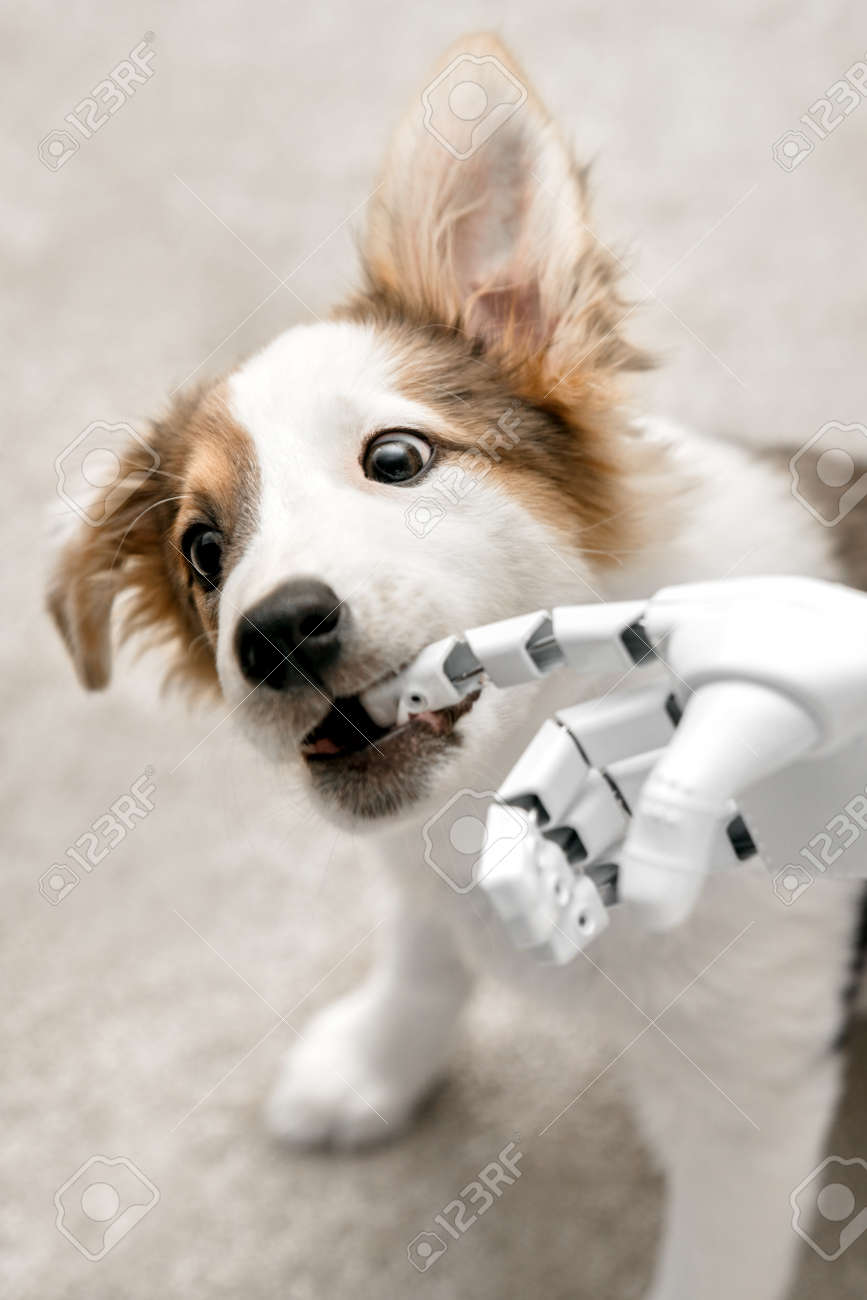 cyborg or robot hand is holding his finger to a puppy, sitting on the floor. concept cybernetic or robotic - 168974779 cyborg or robot hand is holding his finger to a puppy, sitting on the floor. concept cybernetic or robotic - 168974779