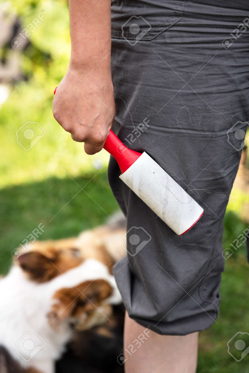adult woman is using a lint roller to remove the hairs from her cute puppy dog from her trousers - 170379735 adult woman is using a lint roller to remove the hairs from her cute puppy dog from her trousers - 170379735