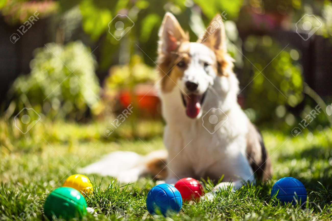 a lot of colorful plastic boules or boccia balls are lying on a green meadow, cute puppy is looking to the viewer - 170381926 a lot of colorful plastic boules or boccia balls are lying on a green meadow, cute puppy is looking to the viewer - 170381926