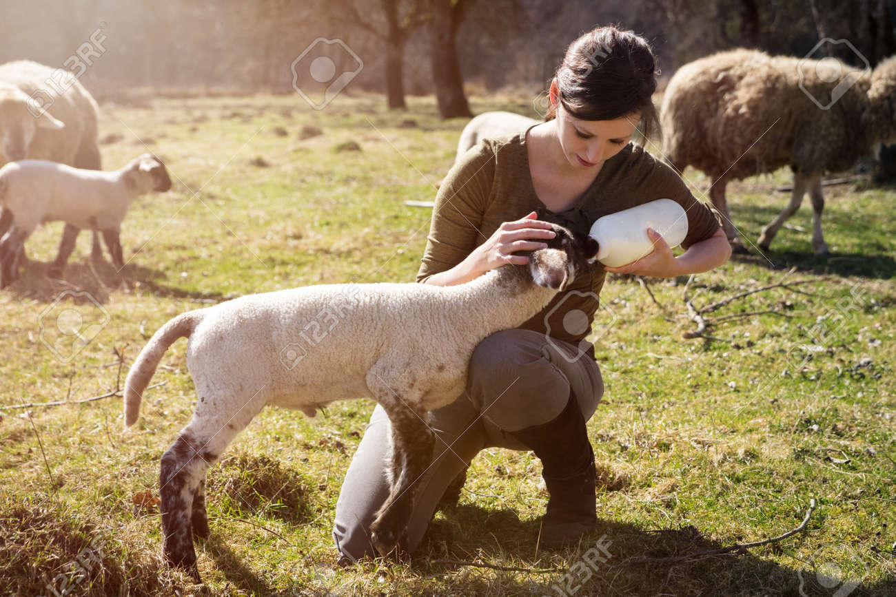 young woman feeding a lamb with a bottle of milk, hand raising - 170231197 young woman feeding a lamb with a bottle of milk, hand raising - 170231197