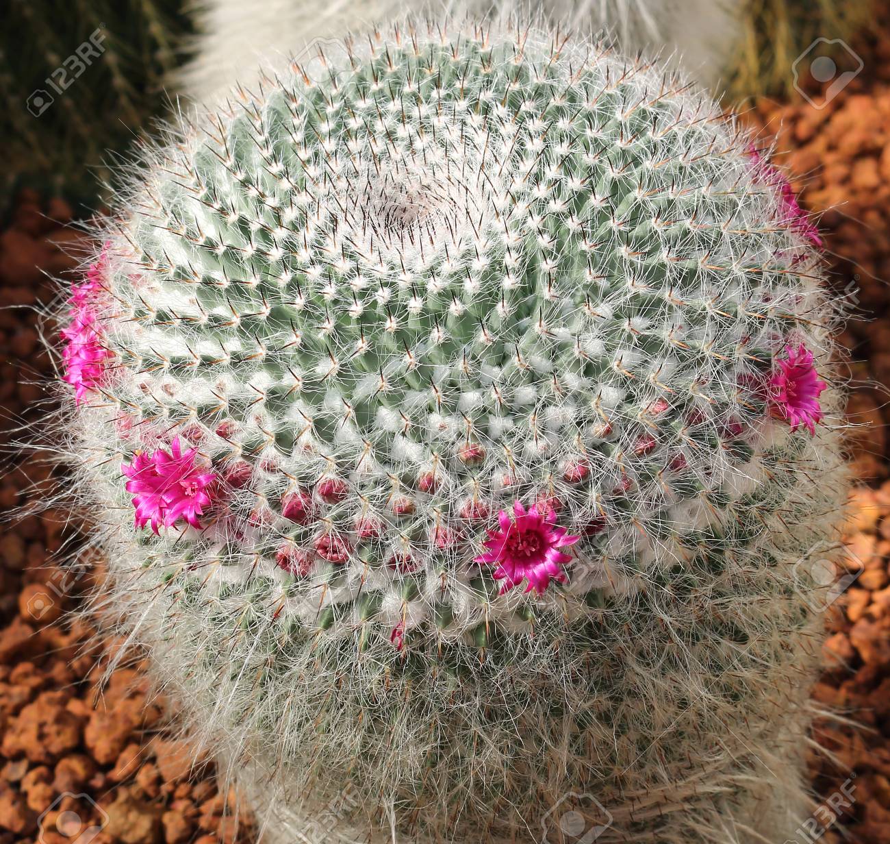 ピンクのサボテンの花が植物園に咲く の写真素材 画像素材 Image