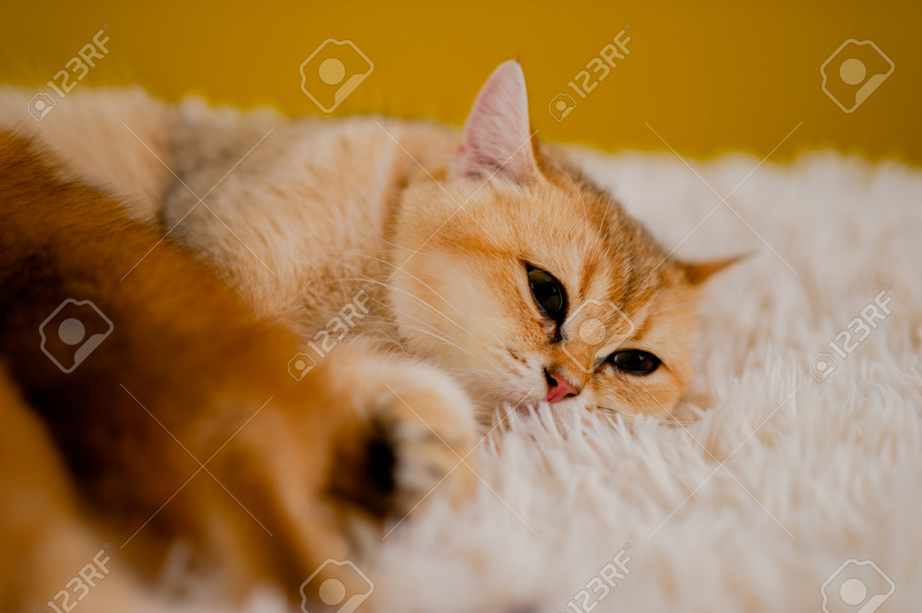 Orange Cat Cute Cat Cute Pet Sleeping Kitten Cute Kitten Cat Growth  Maturity The Look And Innocence Of Cats. Фотография, картинки, изображения  и сток-фотография без роялти. Image 212635008