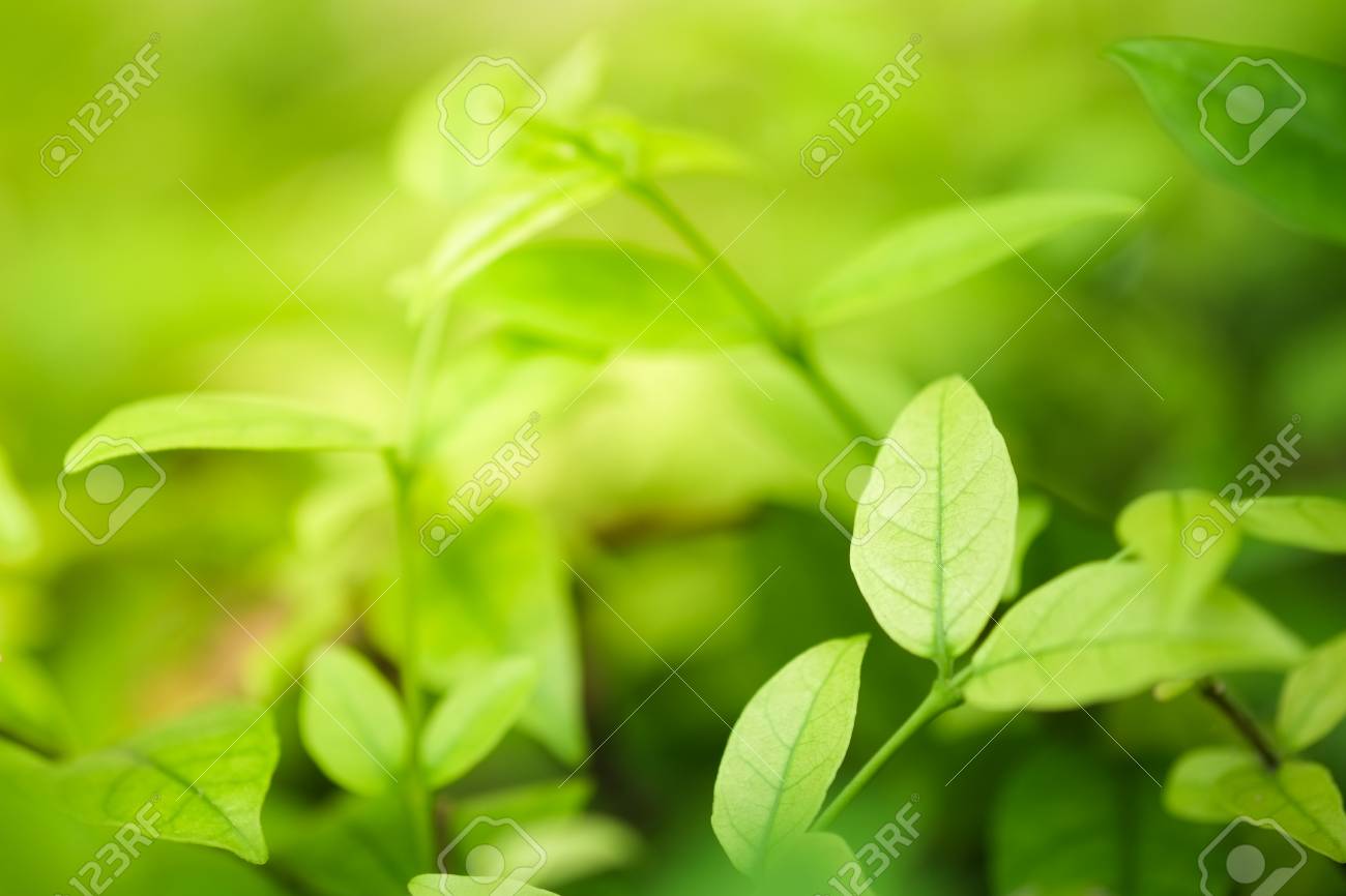 夏ビュー自然日光の下で庭の緑のクローズ アップ葉 背景や壁紙として使用します の写真素材 画像素材 Image