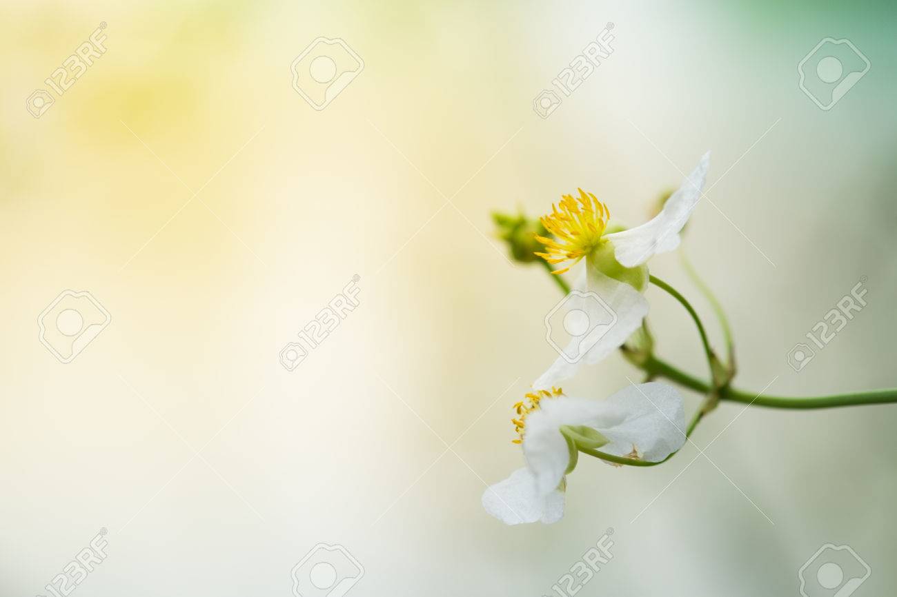 クローズ アップ テキサス泥赤ちゃん花の背景や壁紙として使用する日光の下で Burhead または矢印ヘッド雨の息子 Echinodosus ホップ L による 美しい花と緑の葉 の写真素材 画像素材 Image