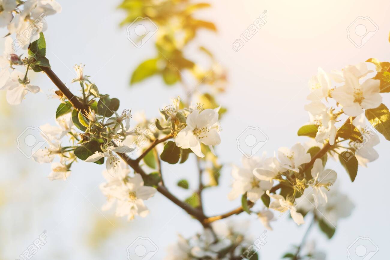 Download 500 Wallpaper Apple Blossom Gratis Download 500 Wallpaper Apple Blossom Gratis