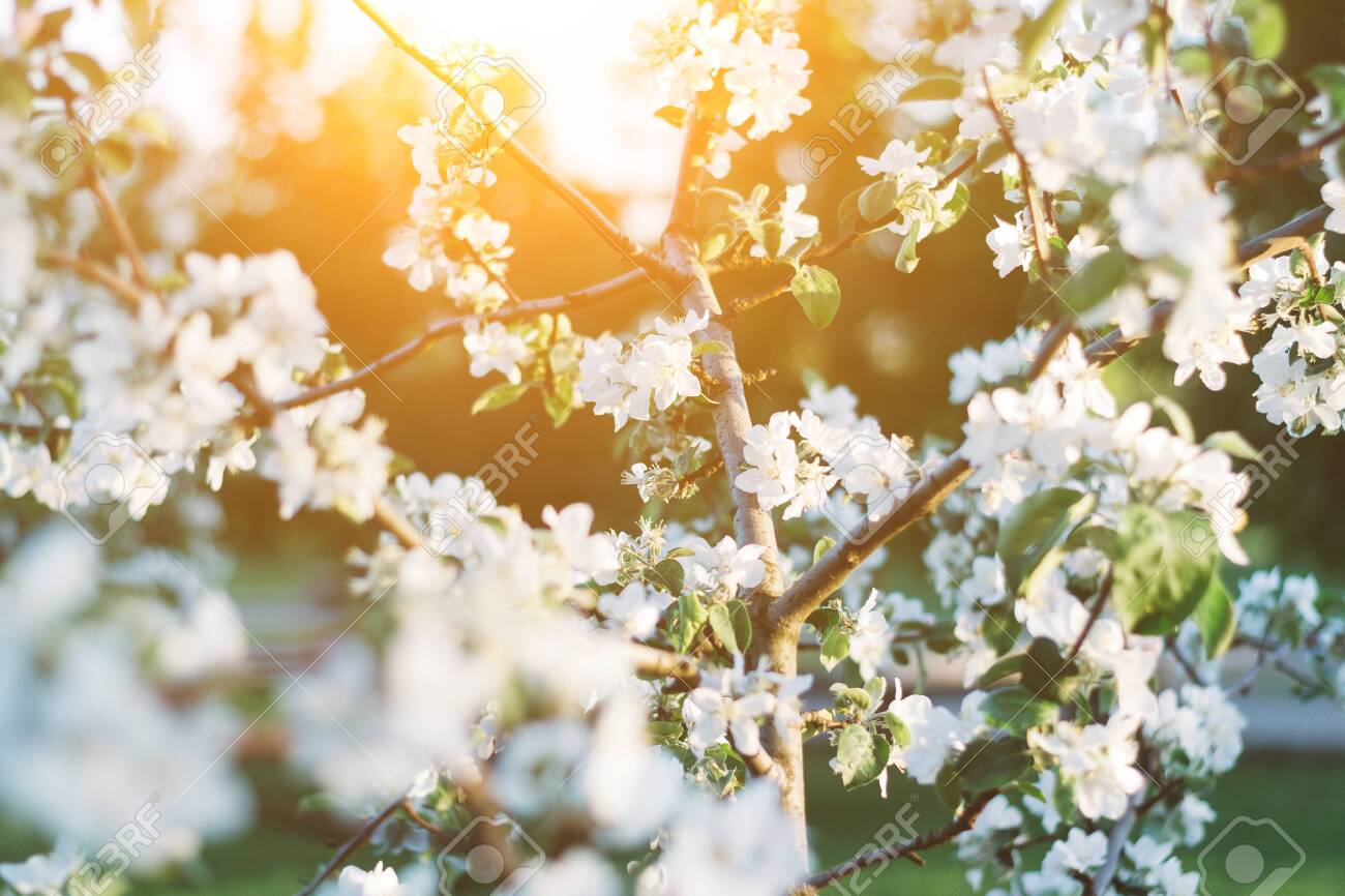 Download 500 Wallpaper Apple Blossom Gratis Download 500 Wallpaper Apple Blossom Gratis
