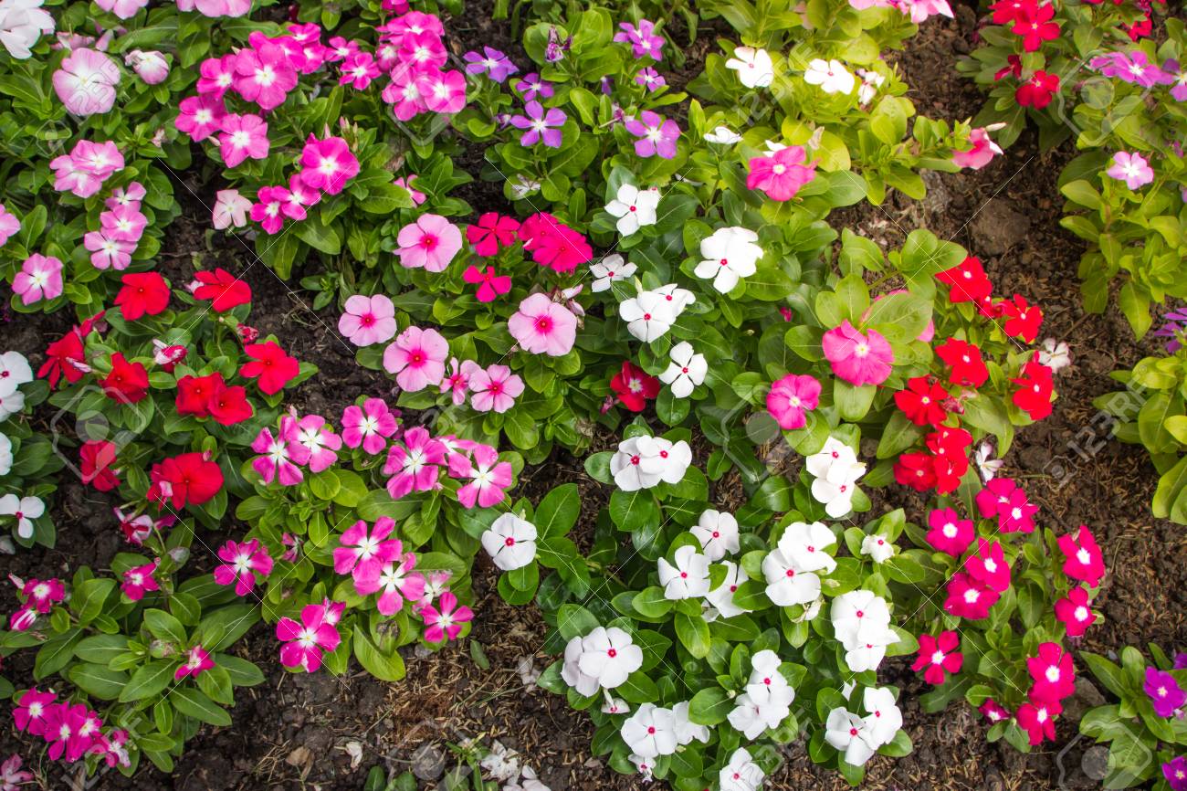 背景の小さなきれいな花 春の花 ロマンチックな背景 の写真素材 画像素材 Image