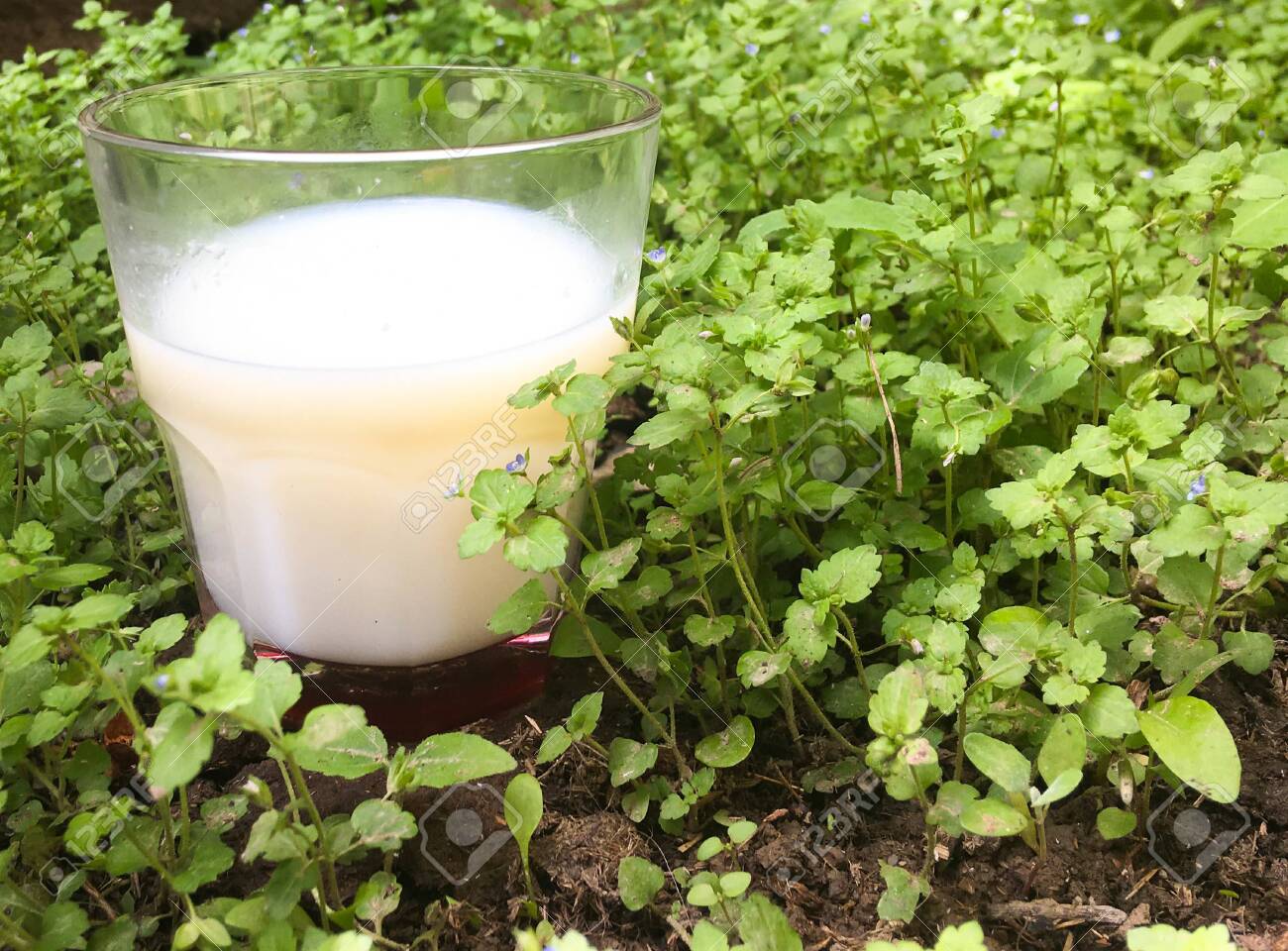 fresh milk in a glass in the morning in the garden. glass of milk on green grass - 148350680 fresh milk in a glass in the morning in the garden. glass of milk on green grass - 148350680