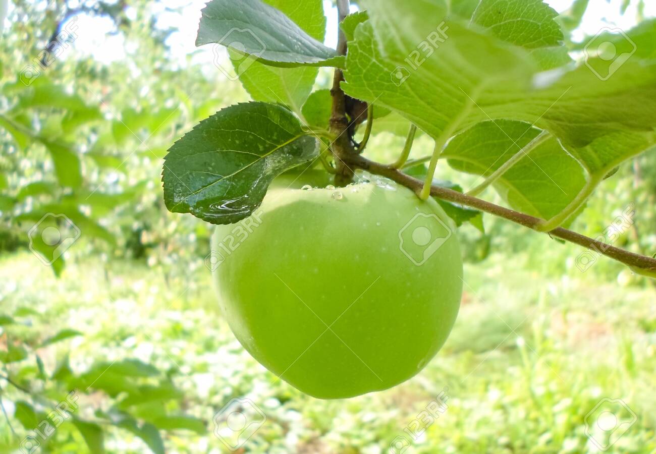 green juicy apples on tree branches after rain. apples with water droplets on a branch - 148577130 green juicy apples on tree branches after rain. apples with water droplets on a branch - 148577130