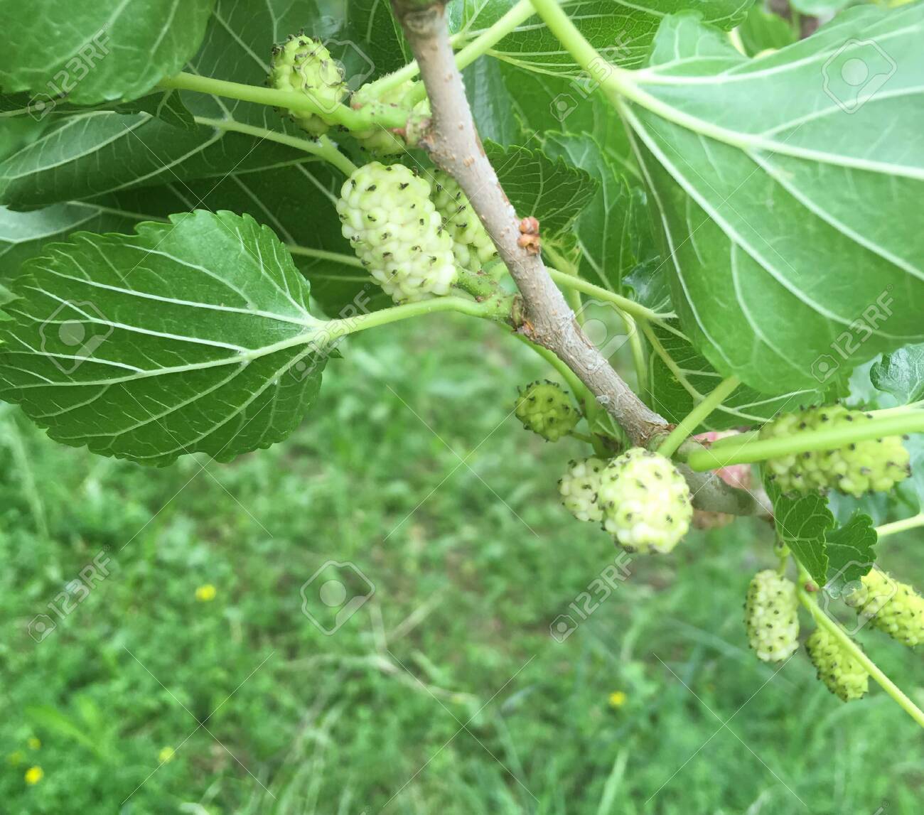 Organic Mulberry Tree And Green Leaves Unripe And Ripe Black Mulberry Tree On A Branch Purple