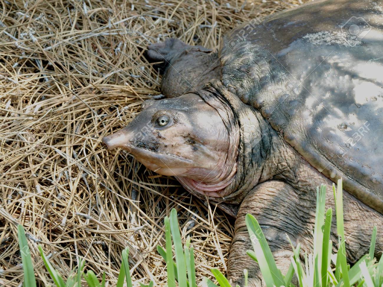 etiam-dictum-ipsum-a-felis