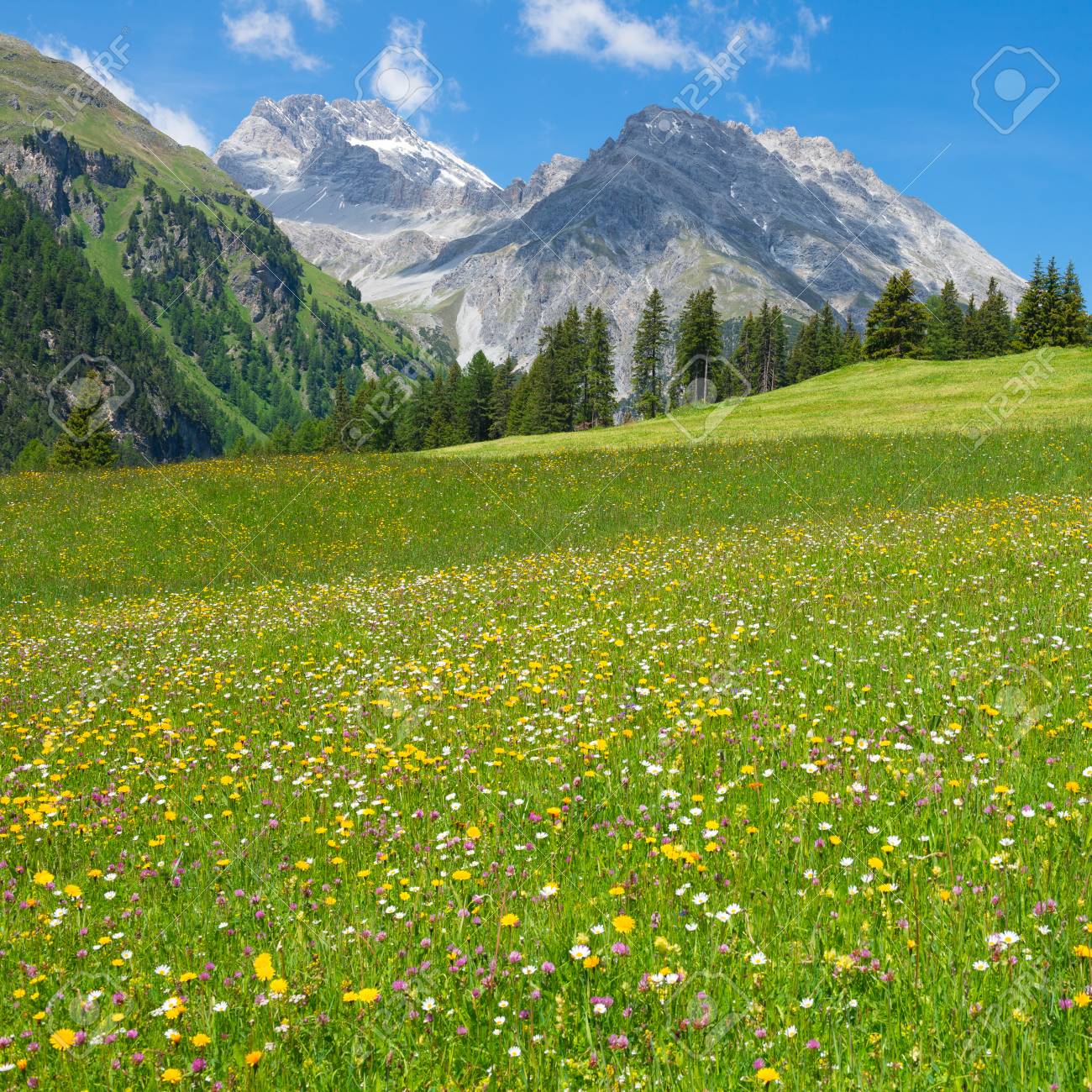 グリソンのスイス アルプスの野生の花の豪華な草原。明るい夏の日。の