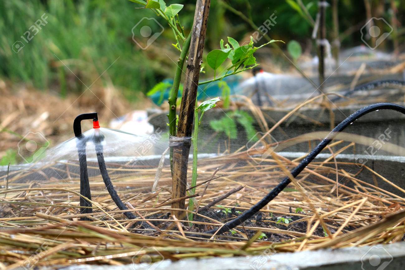 Water Sprinkler Irrigation Under Lemon Tree Stock Photo, Picture And Royalty Free Image. Image 77848810.