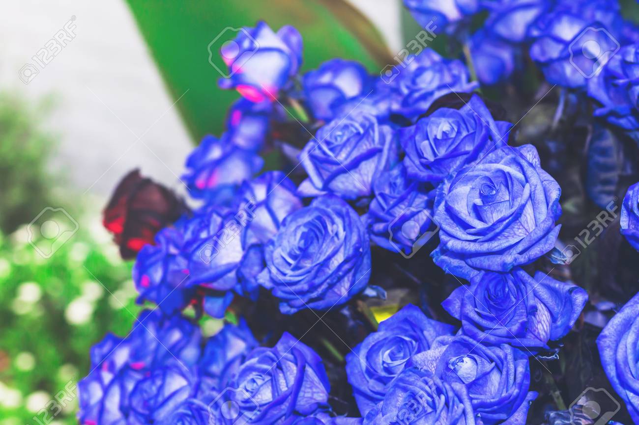 Beautifu Blue Rose Flower Bright And Colorful Stock Photo Picture And Royalty Free Image Image