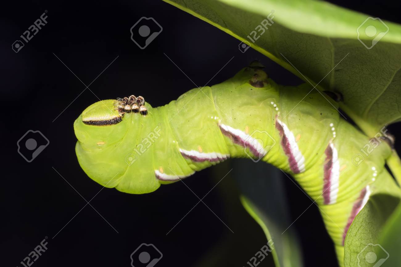 スフィンクスの Ligustri イボタノキ オオスカシバ幼虫として知られています 蝶の幼虫 青虫 の写真素材 画像素材 Image 1499