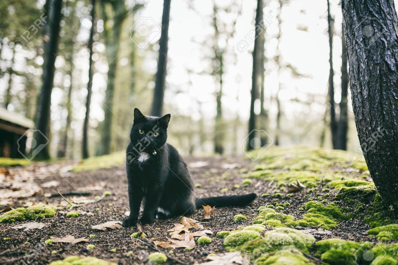 black cat in forest