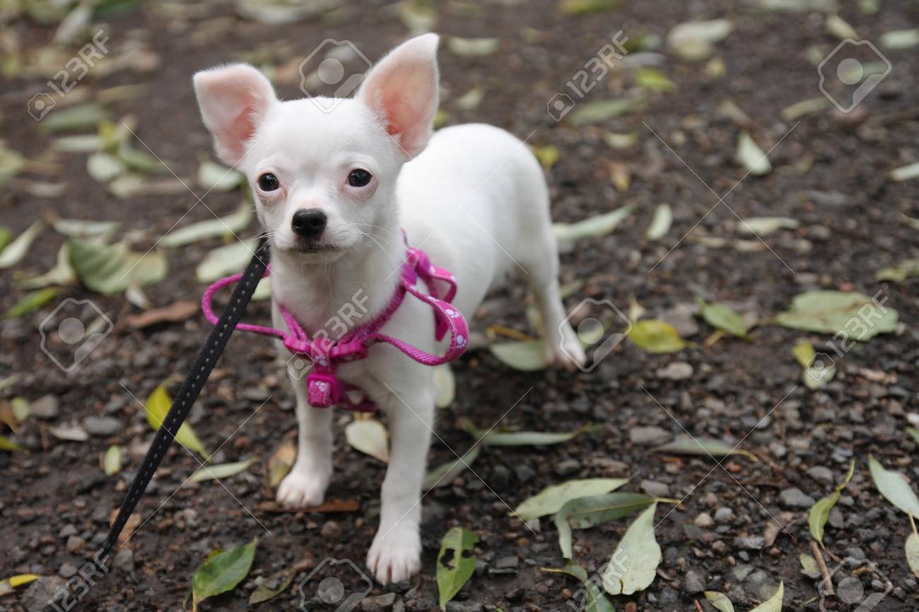 chihuahua puppy harness