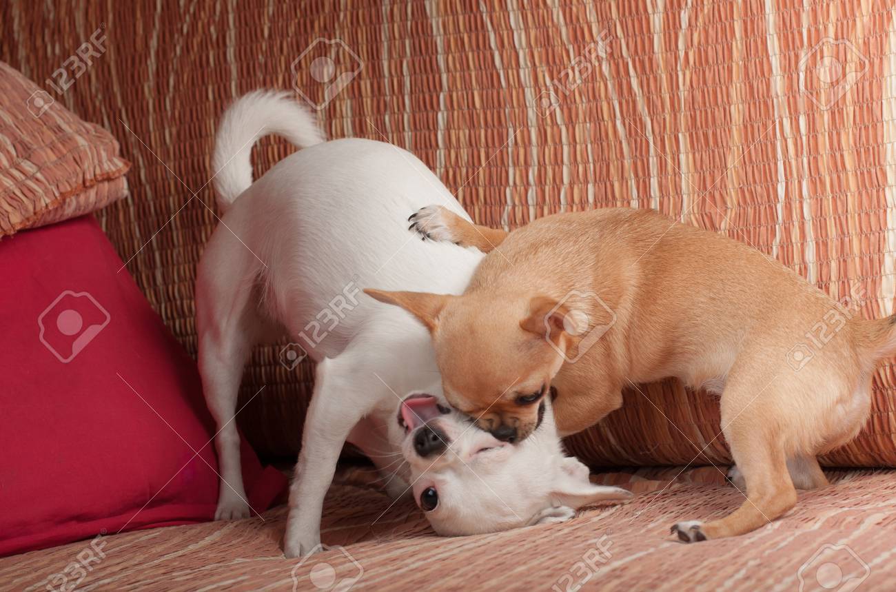 Cinnamon Chihuahua puppy playing with white Chihuahua on sofa - 54638086 Cinnamon Chihuahua puppy playing with white Chihuahua on sofa - 54638086