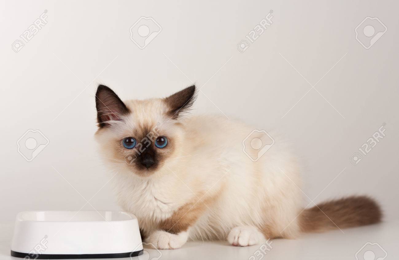 A Seal Point Birman Cat 4 Month Old Kitten Male With Blue Eyes With White Bowl Studi Shot Stock Photo Picture And Royalty Free Image Image