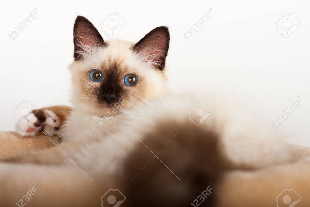 A Seal Point Birman Cat 4 Month Old Kitten Male With Blue Eyes Stock Photo Picture And Royalty Free Image Image