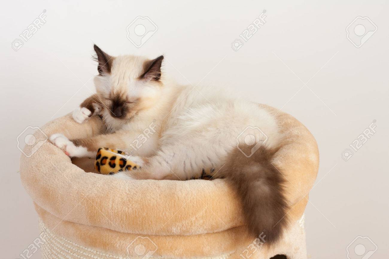 A Seal Point Birman Cat 4 Month Old Kitten Male With Blue Eyes Is Sleeping On Cat Scratching Barrel Stock Photo Picture And Royalty Free Image Image