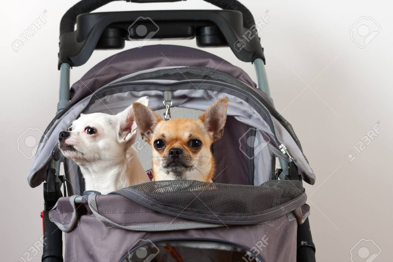 dog pram petstock