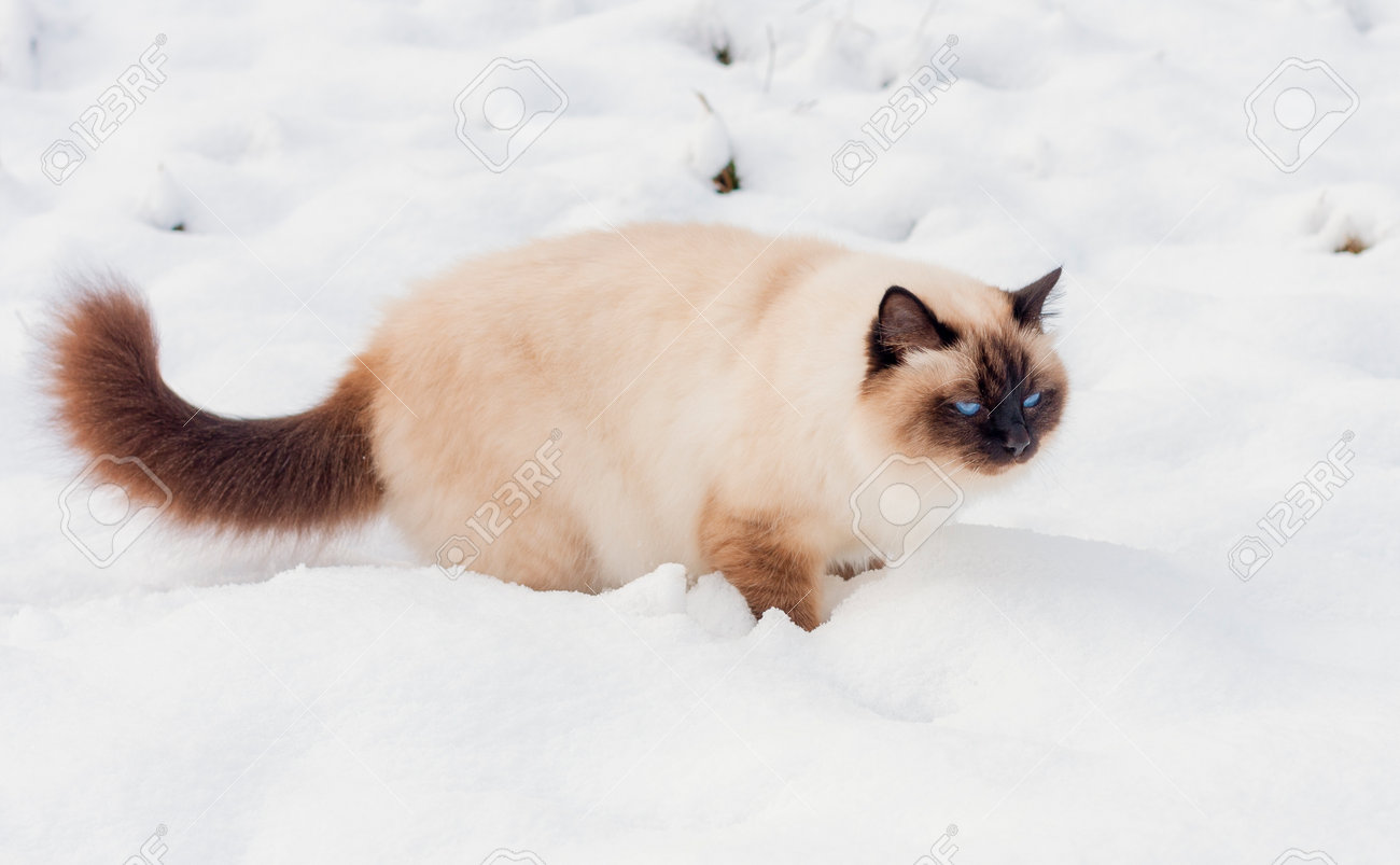 A seal point Birman cat, 4 year old cat, male with blue eyes is walking in garden in winter time in the snow. - 162212302 A seal point Birman cat, 4 year old cat, male with blue eyes is walking in garden in winter time in the snow. - 162212302