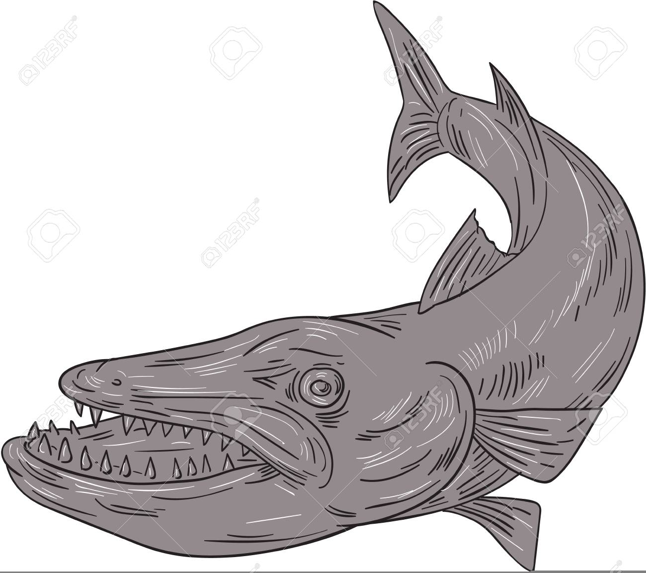 38+ Cartoon Barracuda Drawing Images