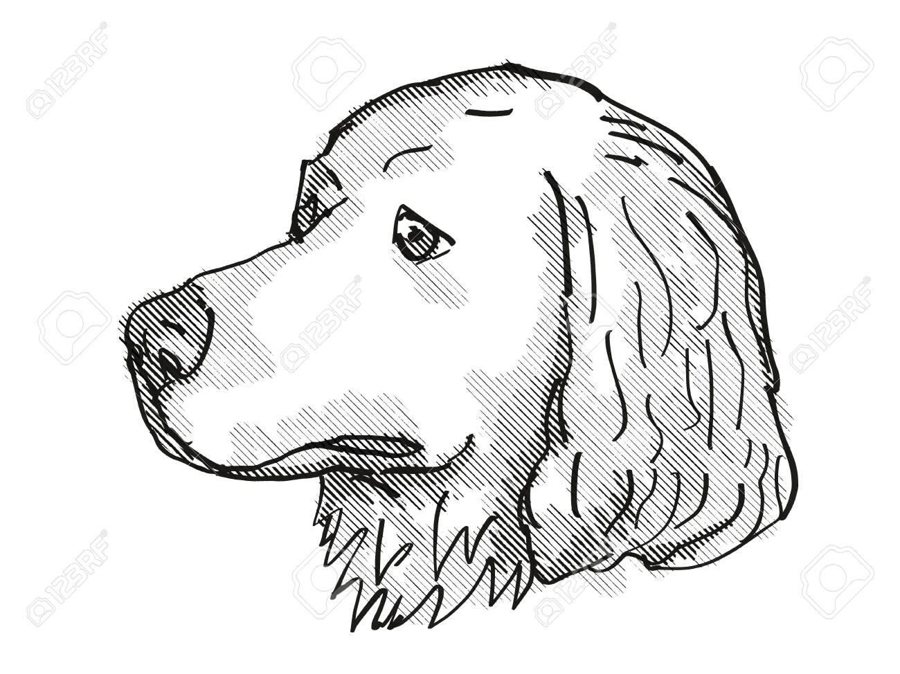Retro Cartoon Style Drawing Of Head Of A Great Pyrenees A Domestic