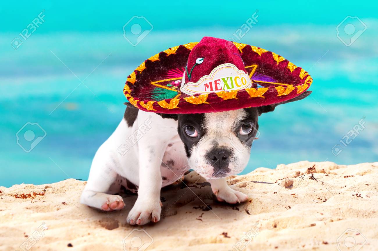 dog with mexican hat