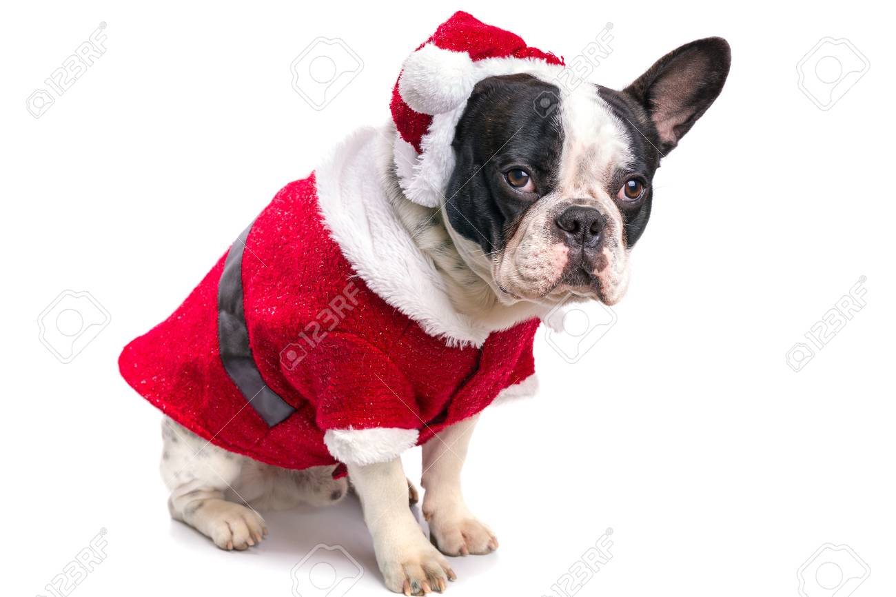 french bulldog christmas costume