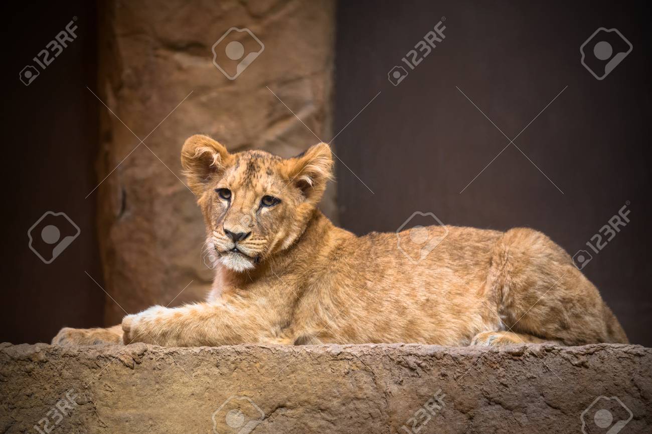 Cute Baby Lion Lying On The Rock Stock Photo Picture And Royalty