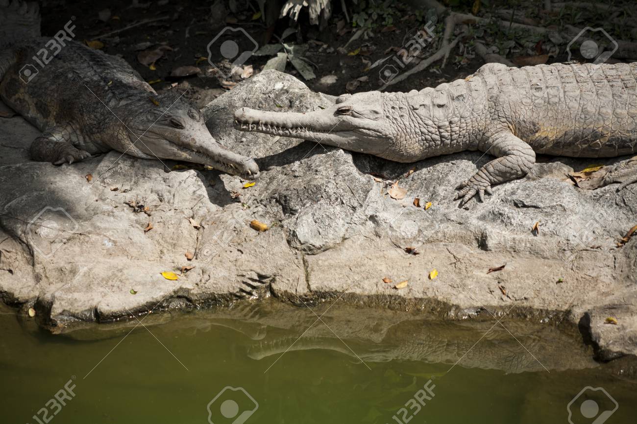 マレーガビアル マレーガビアルはマレーシアとインドネシアは ワニの種 Tomistoma シュレーゲルアオガエル 長い鼻 の写真素材 画像素材 Image