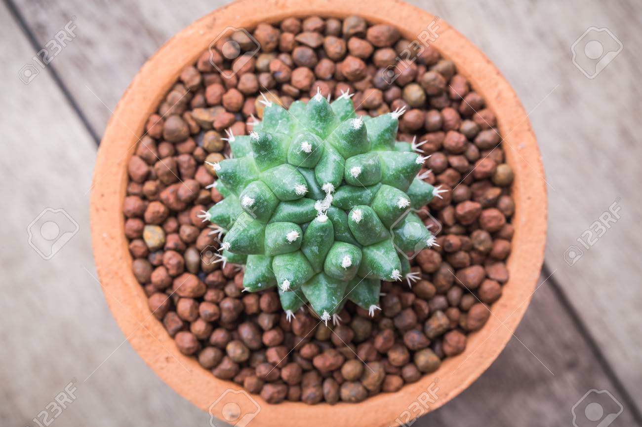 ヴィンテージ色の木製の背景に粘土鉢にサボテンのソフト光のトーン 画像は フィールドの浅い深さを持っています の写真素材 画像素材 Image