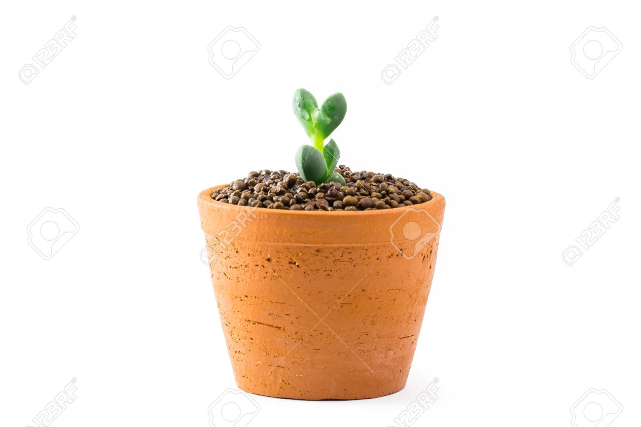 小さな緑のセダム 粘土鉢に多肉植物のサボテンの種類 の写真素材 画像素材 Image