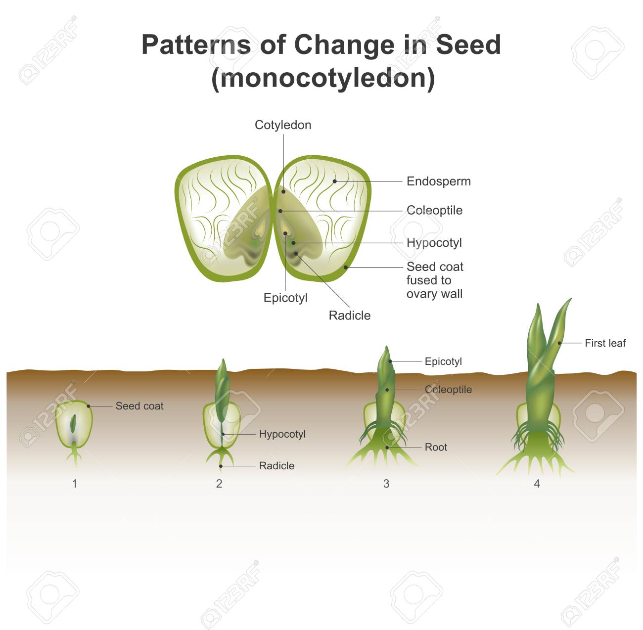 showing hypogeal development in which the cotyledon remains