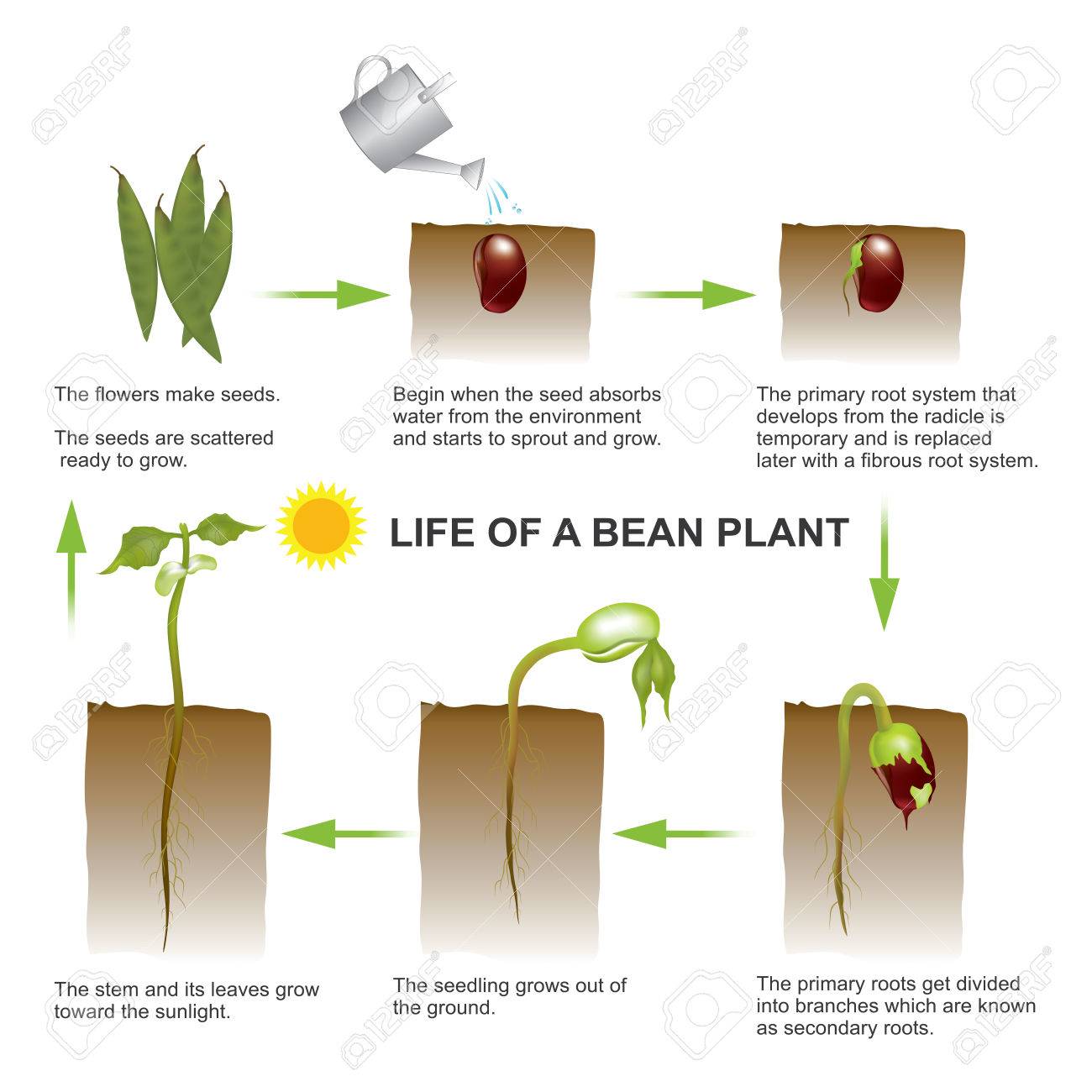 Seed Germination Is A Process By Which A Seed Embryo Develops Into A Seedling It Involves