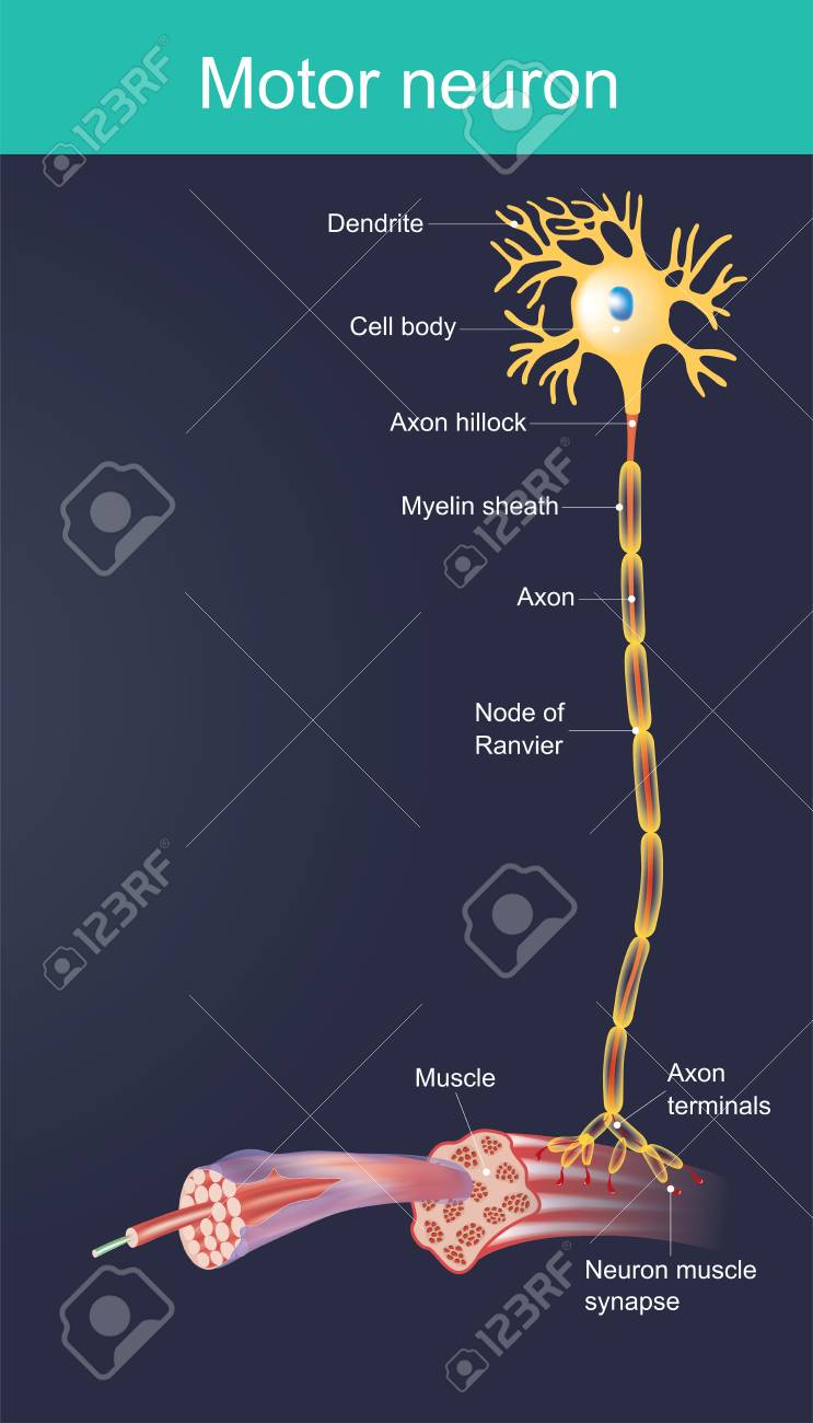 Motor Neurone Is A Cell Body Is Located In The Brain Or The Spinal Cord Duty Directly Or Indirectly Control Organ Mainly For Muscles And Gland Royalty Free Cliparts Vectors And Stock