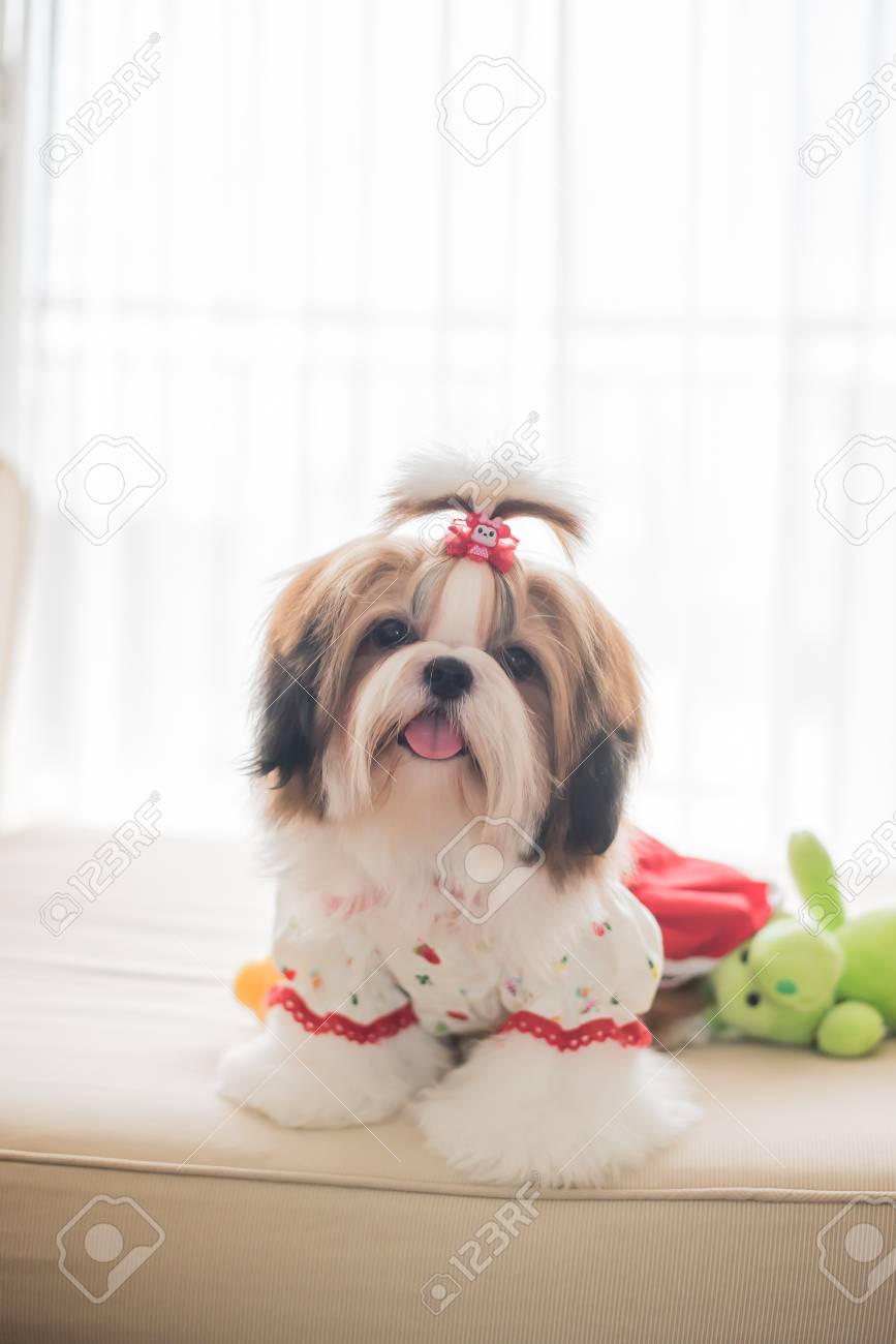 Cute Shih Tzu Puppy Is Sitting On Sofa With Vintage Image Style