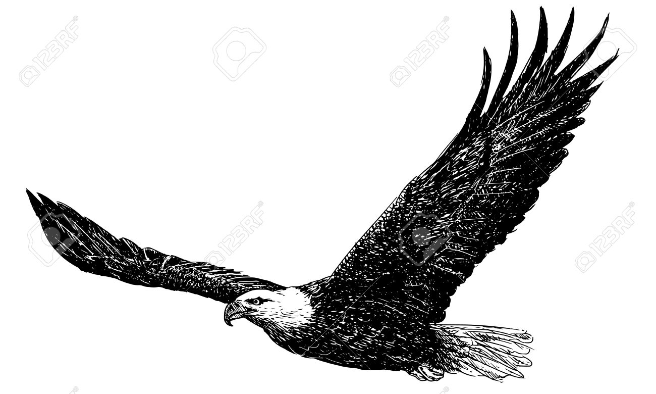 白頭ワシの飛行手白の背景イラストに白黒で描画します のイラスト素材 ベクタ Image