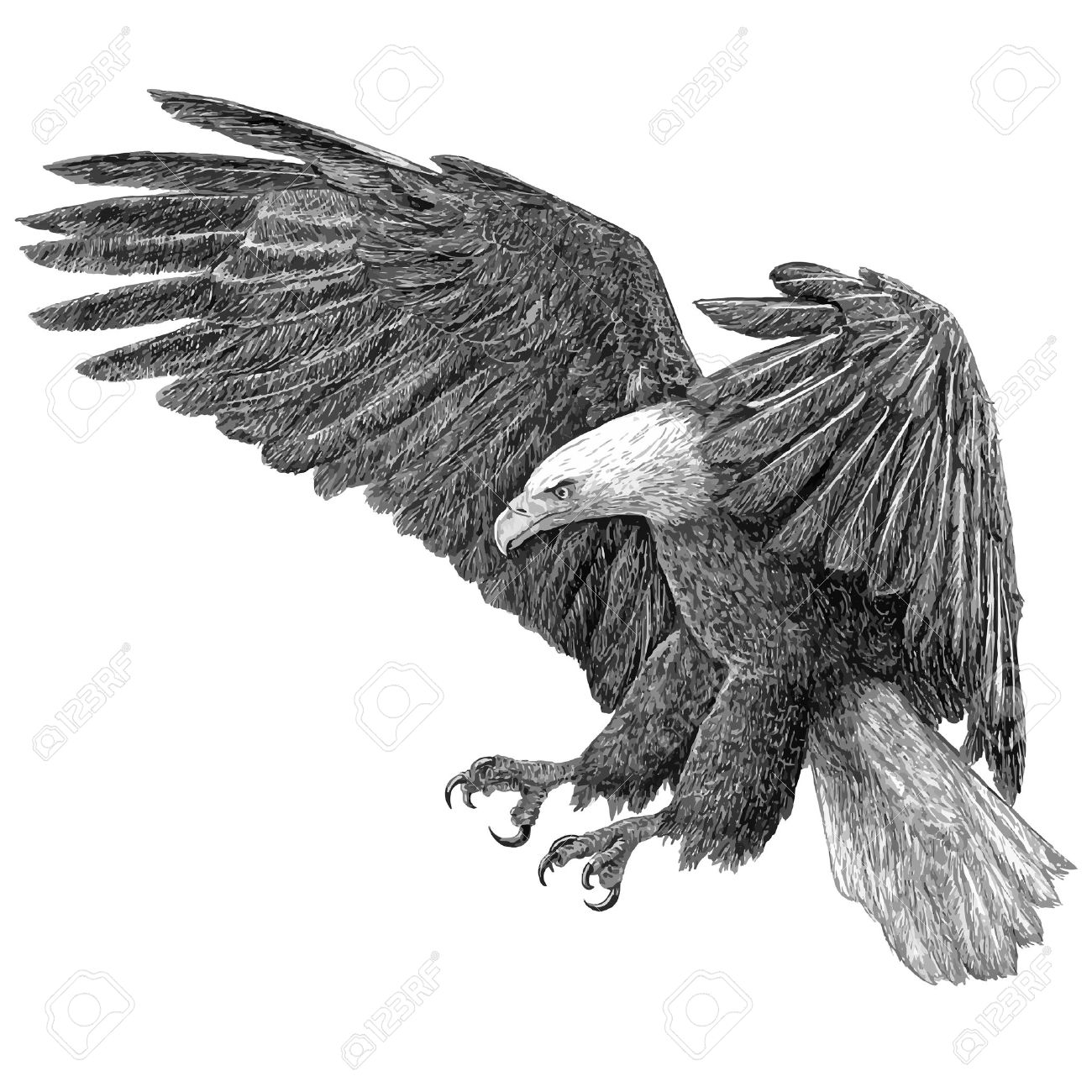 bald eagle swoop draw on white background illustration vector