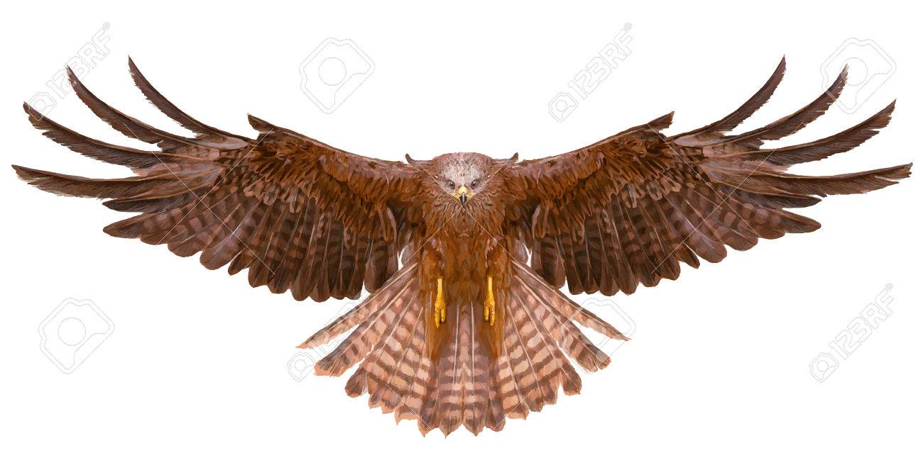 Adler Fliegen Hand Zeichnen Auf Weissem Hintergrund Lizenzfrei Nutzbare Vektorgrafiken Clip Arts Illustrationen Image 59165835