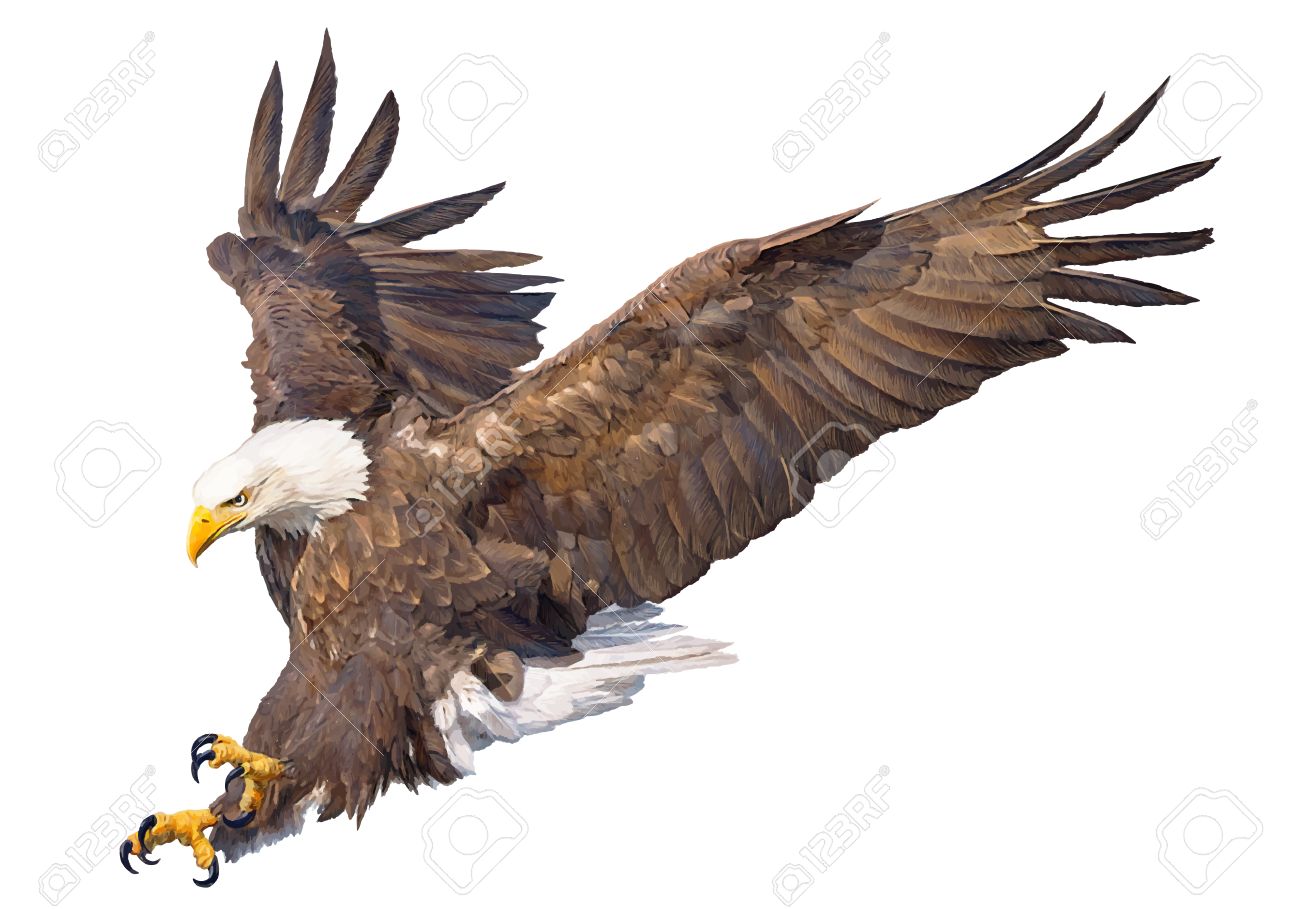 bald eagle swoop attack