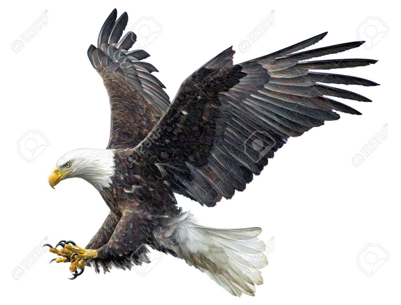 bald eagle fly landing