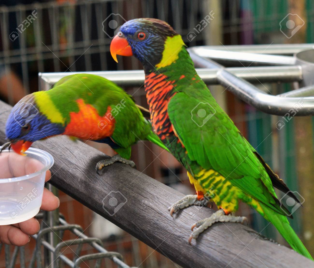 etiam-dictum-ipsum-a-felis